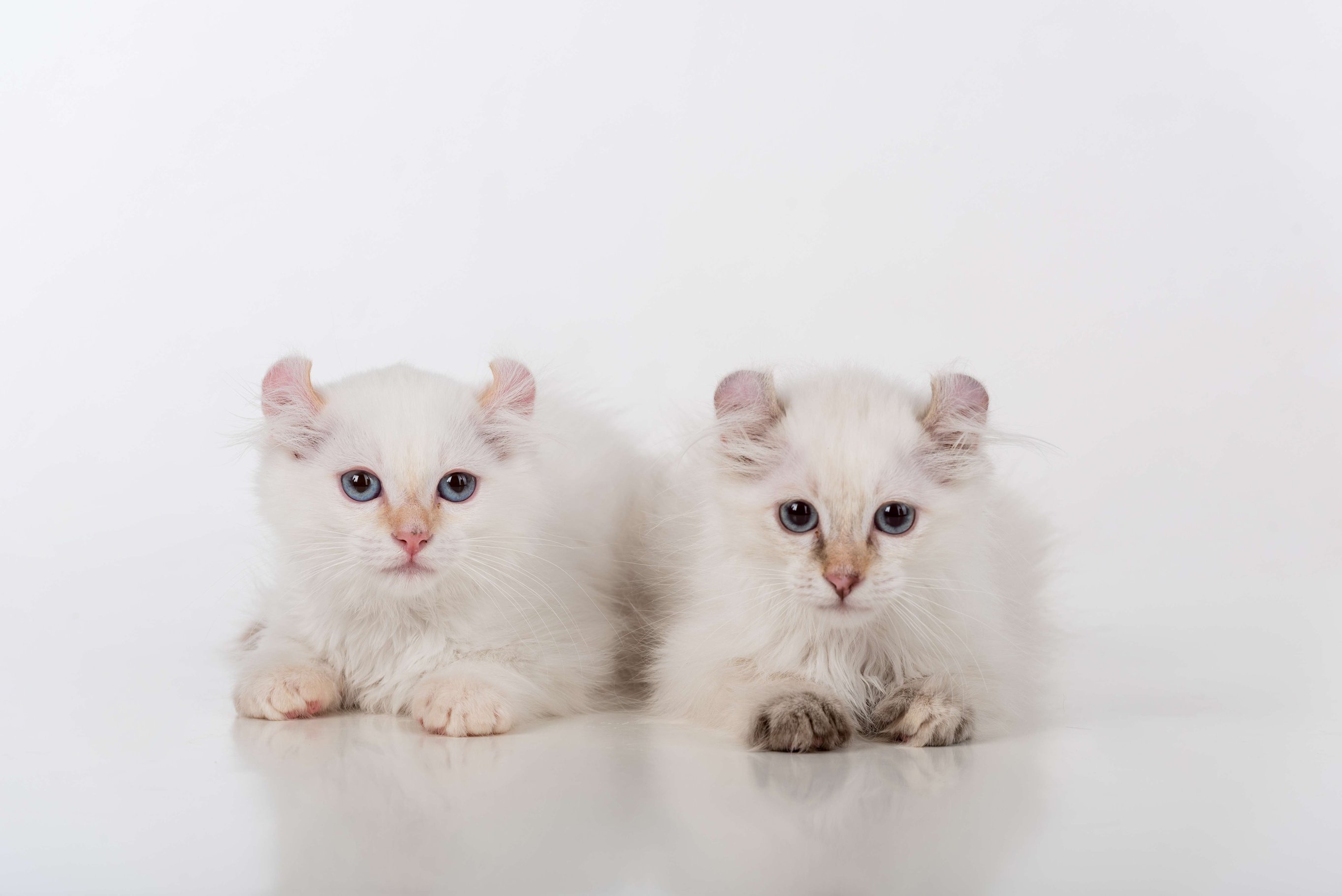 shutterstock_427963504