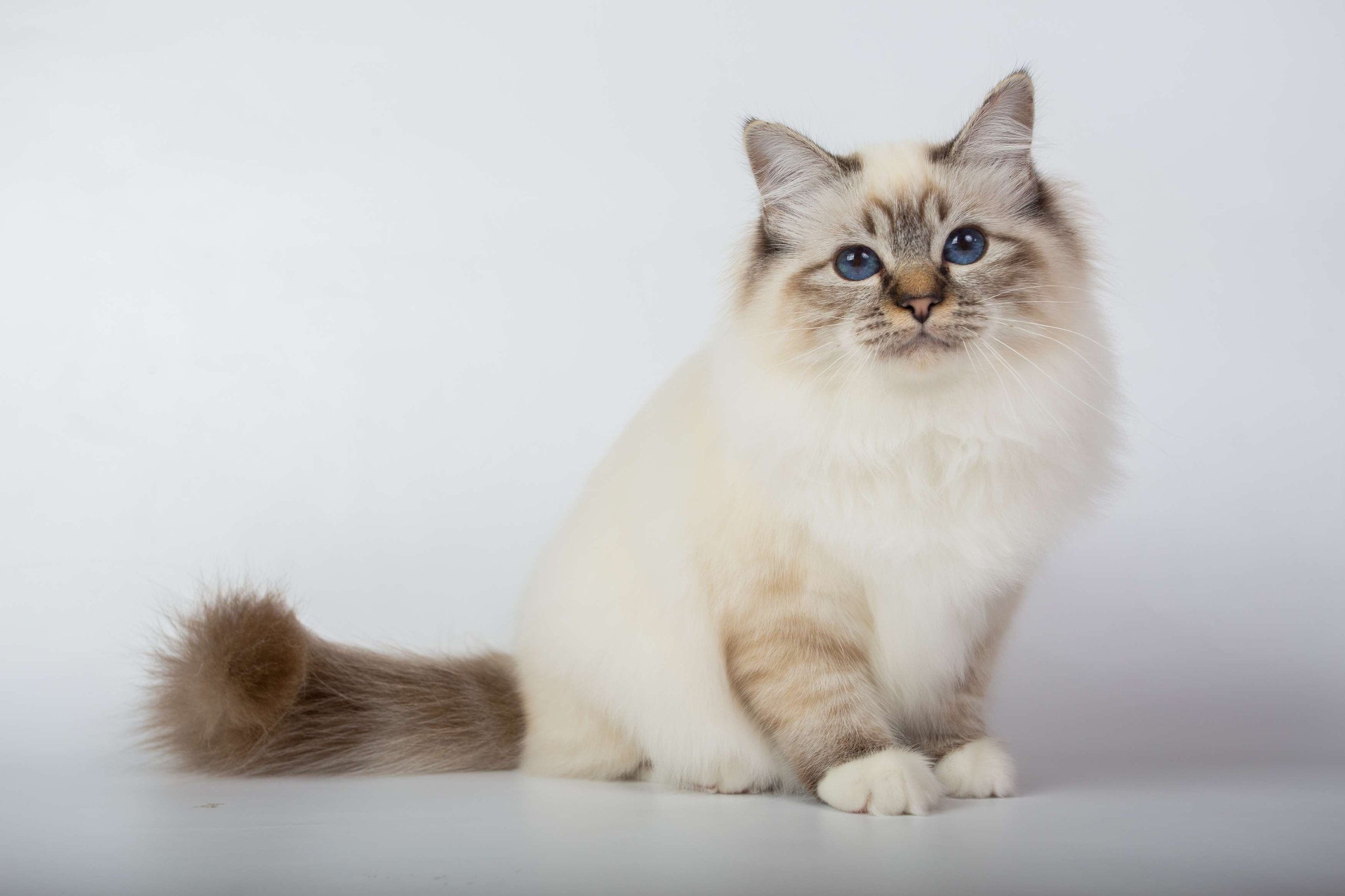 shutterstock_506320546