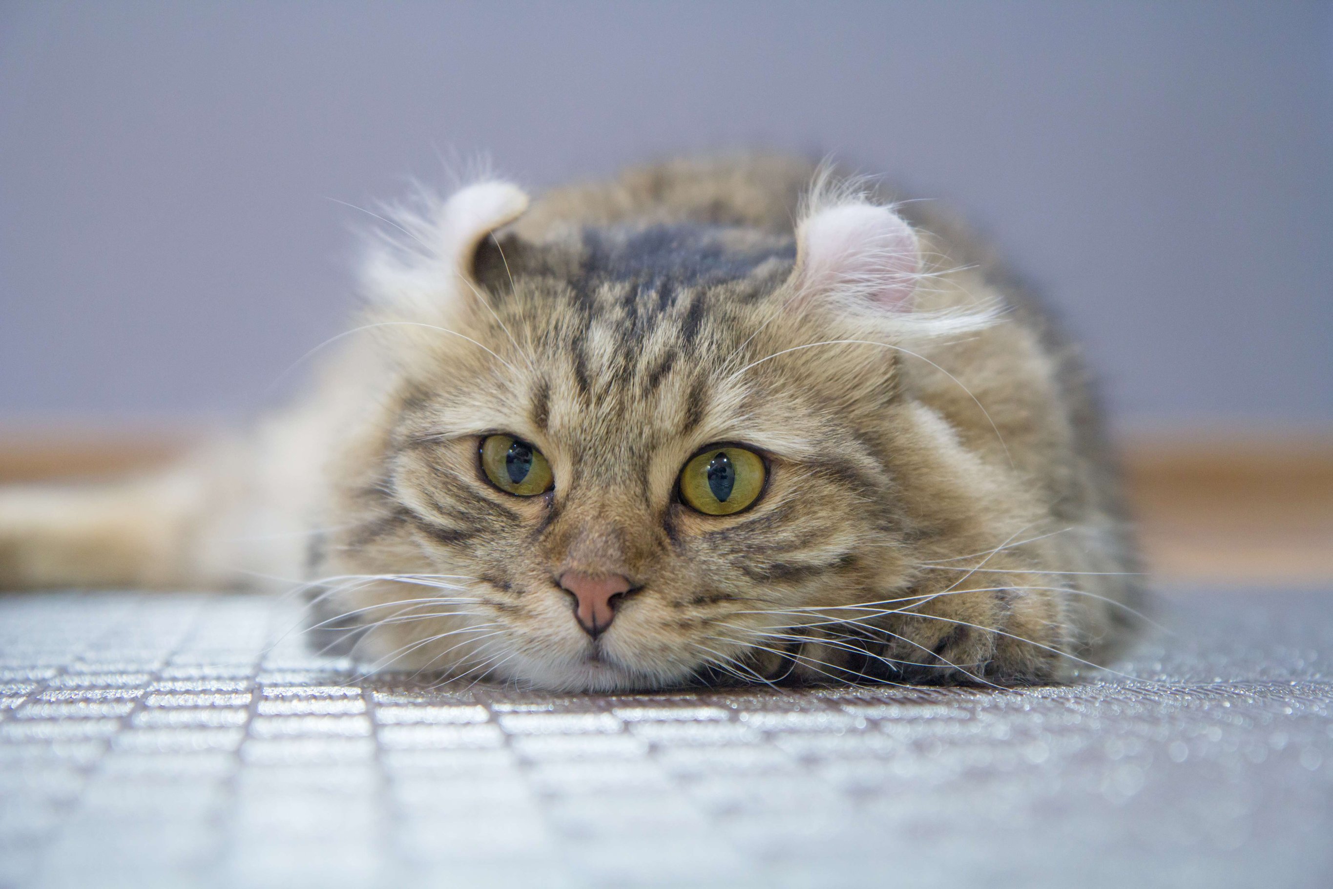 shutterstock_519763885