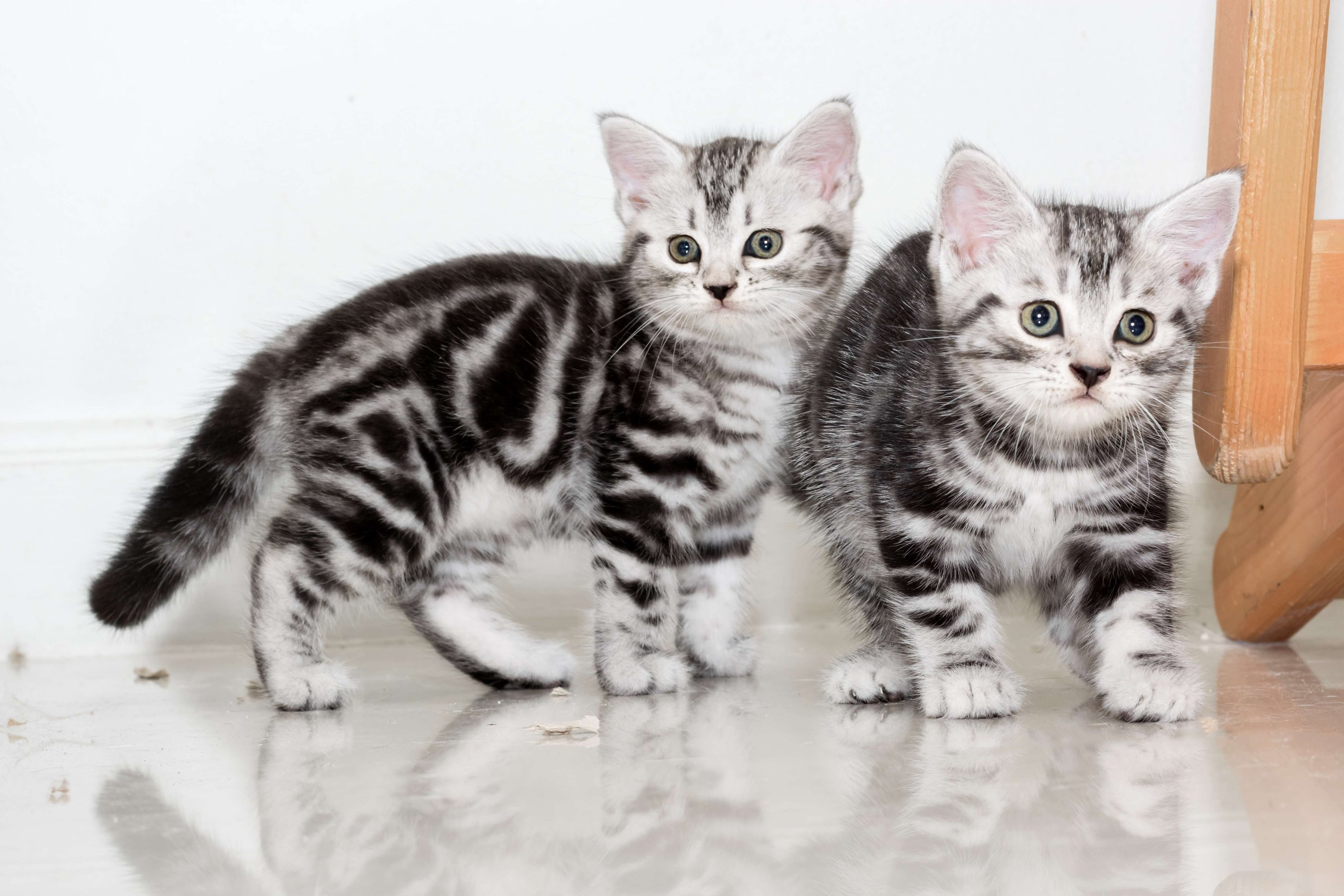 shutterstock_591336857