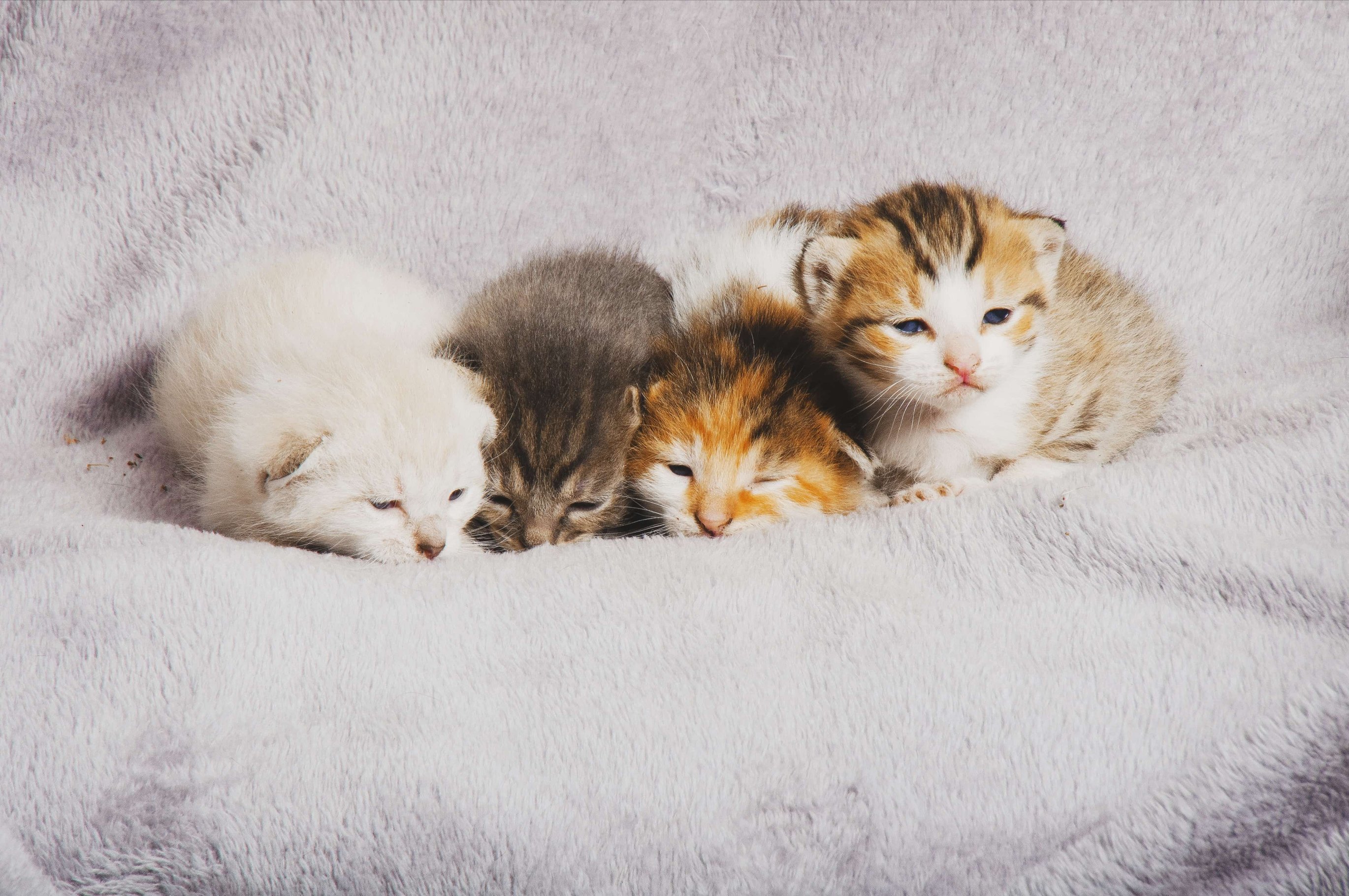 Срок открытия глаз