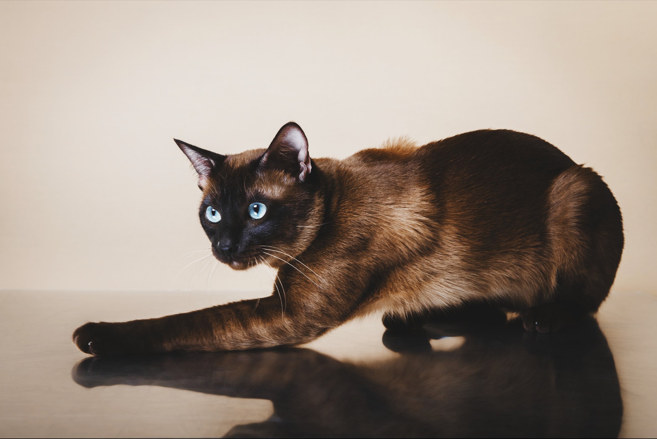 Характер тонкинеза