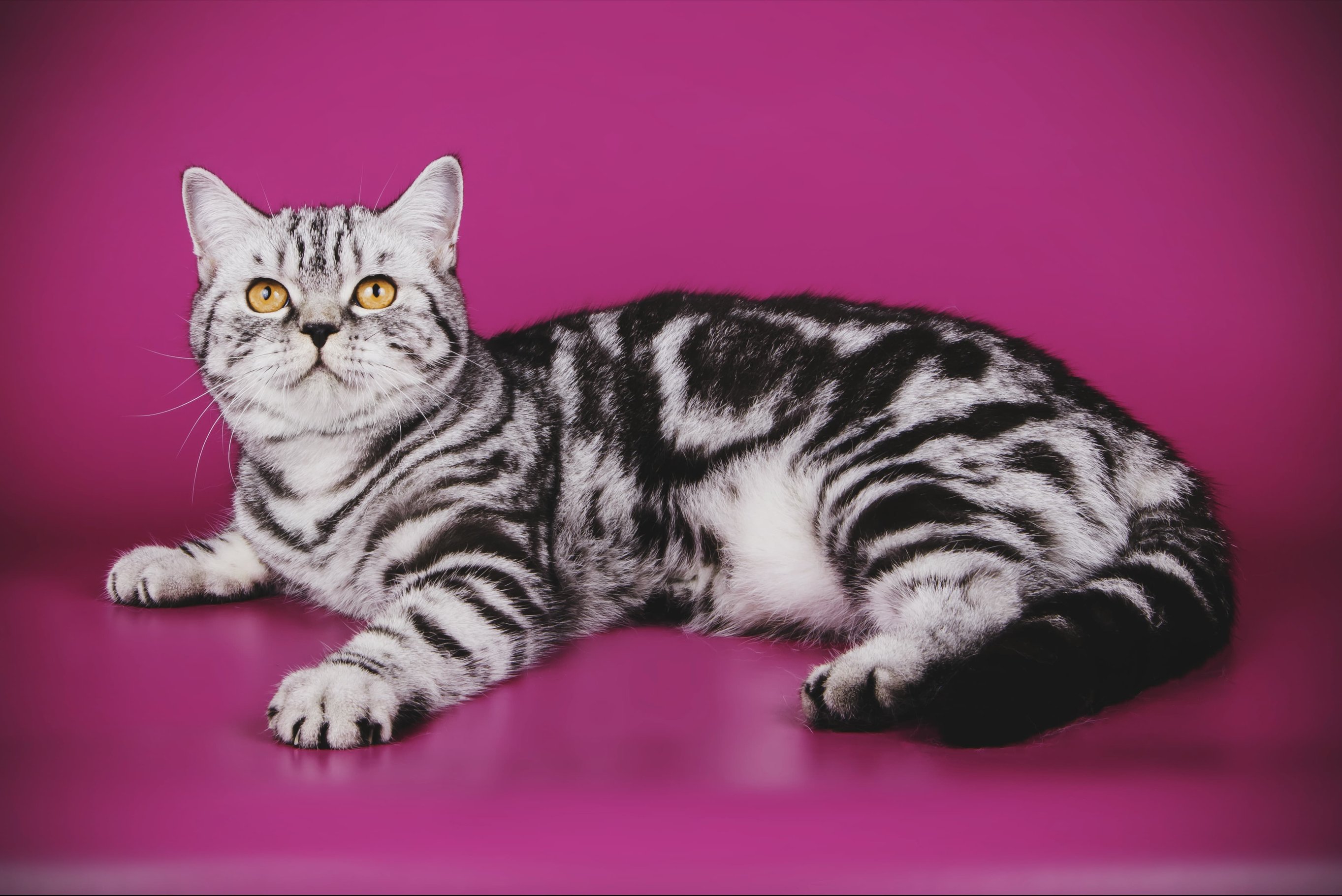 Бренд Whiskas®