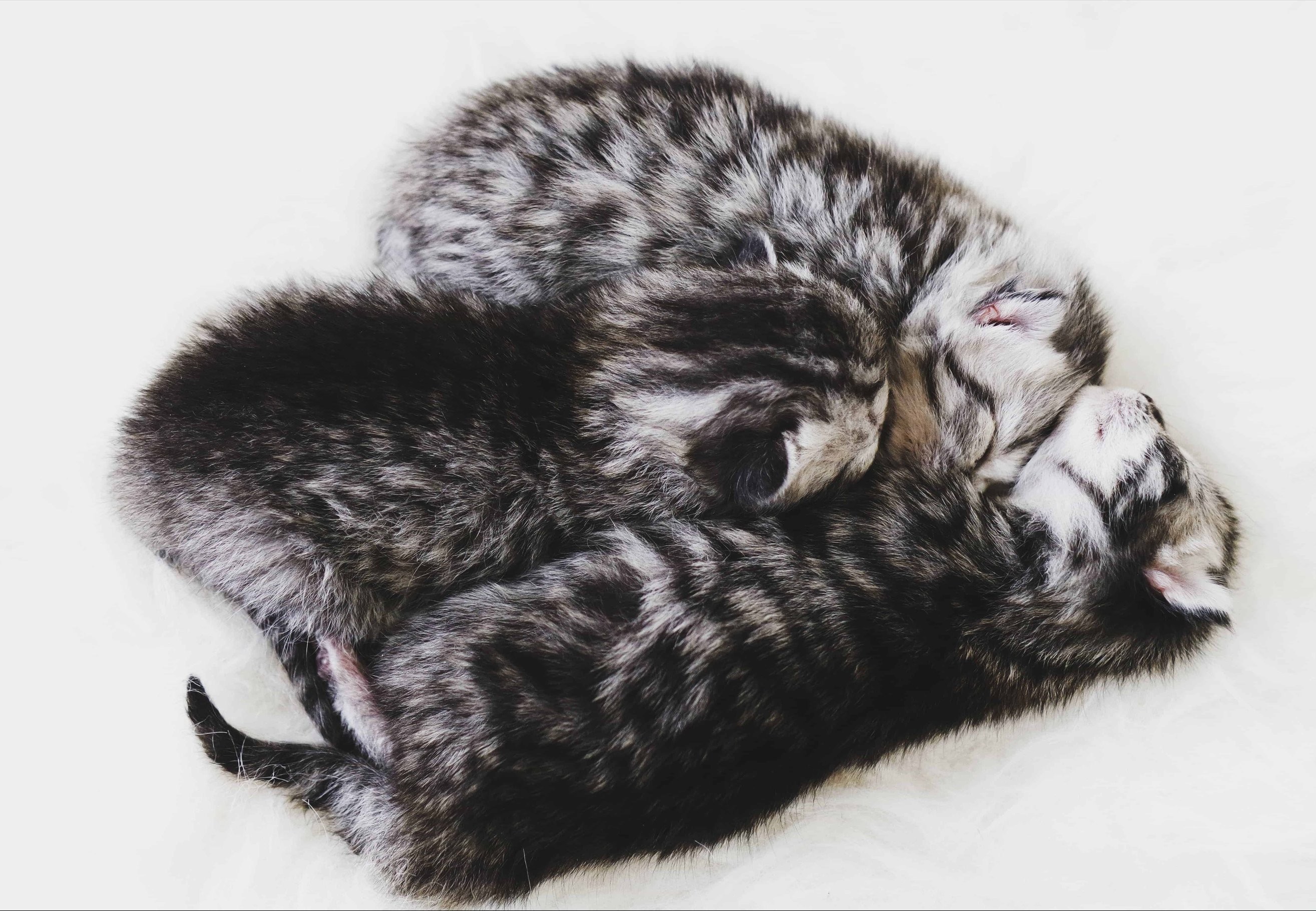 Развитие котят в первые недели жизни