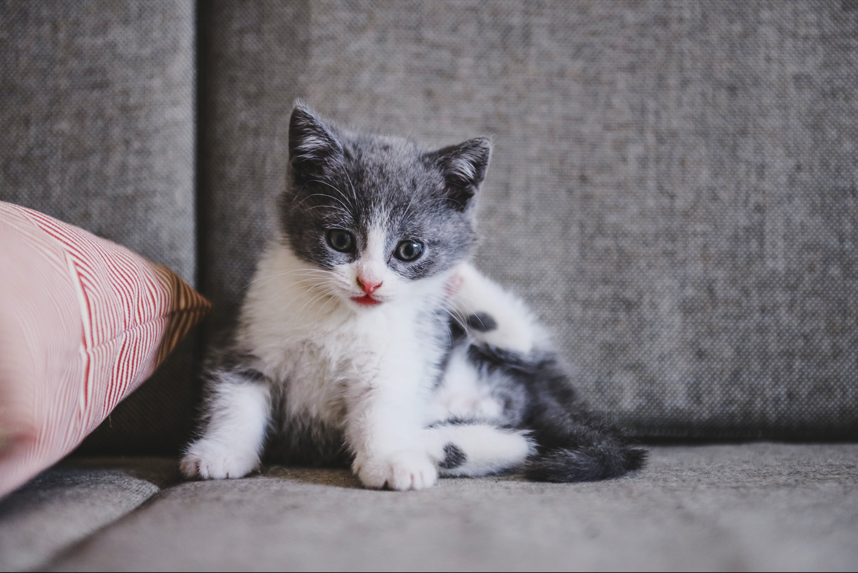 Признаки, что у котенка блохи