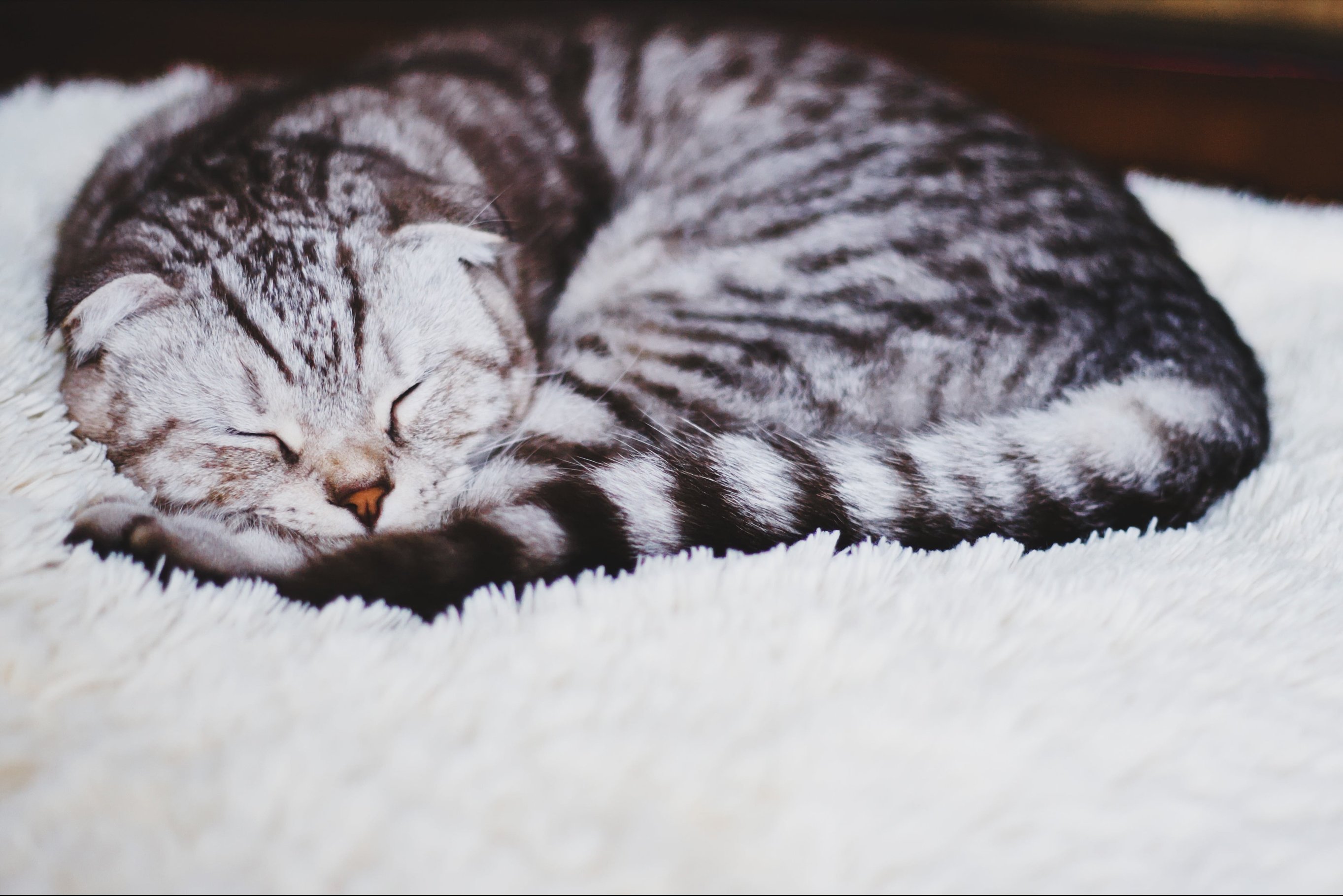 Обустройство места для кошки и котят