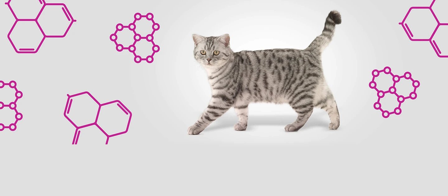 Белок в корме для кошек: сколько его должно быть, польза белка| WHISKAS®