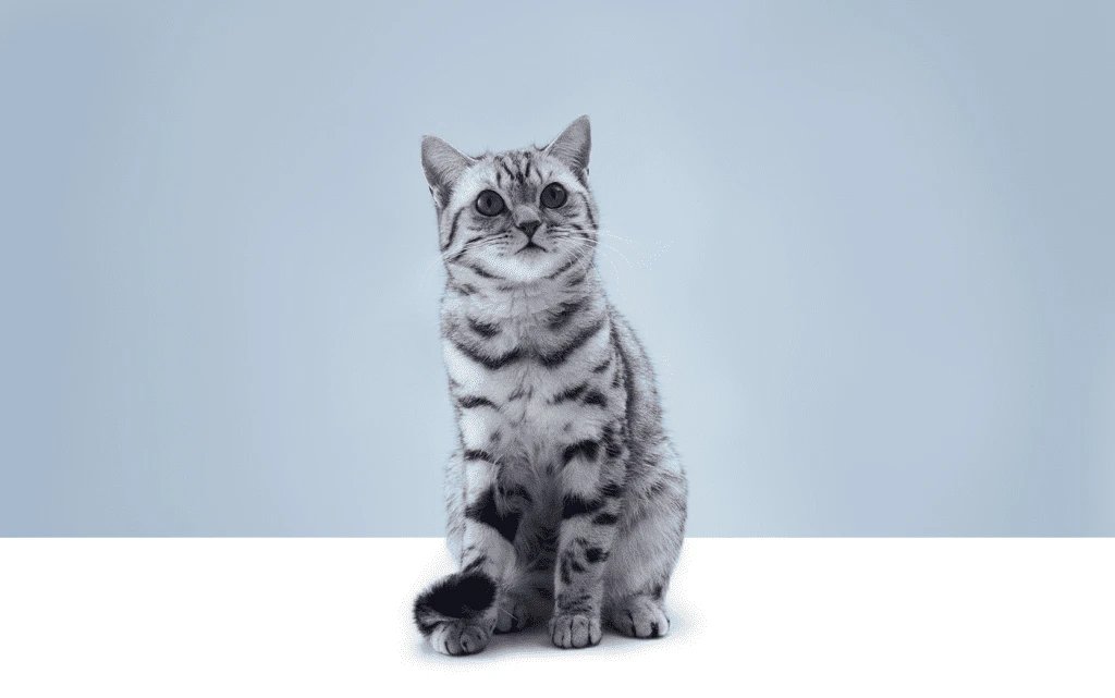 whiskas_111109_-2111_1404x879_1619533672918