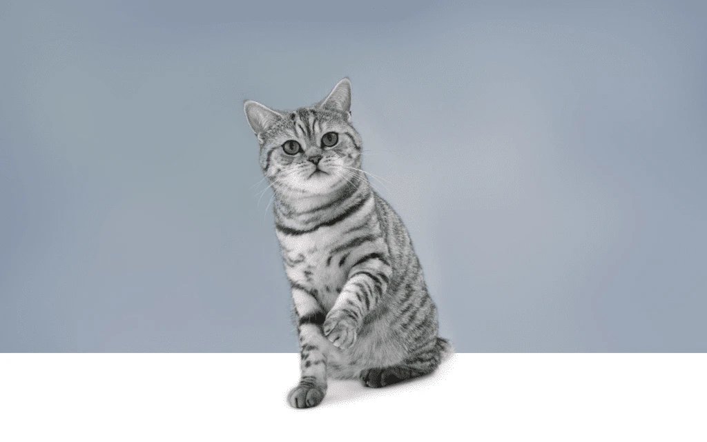 whiskas_121109-002377_1404x879_1619611244558