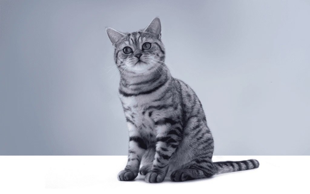 whiskas_131109-002665_1404x879_1619534286519