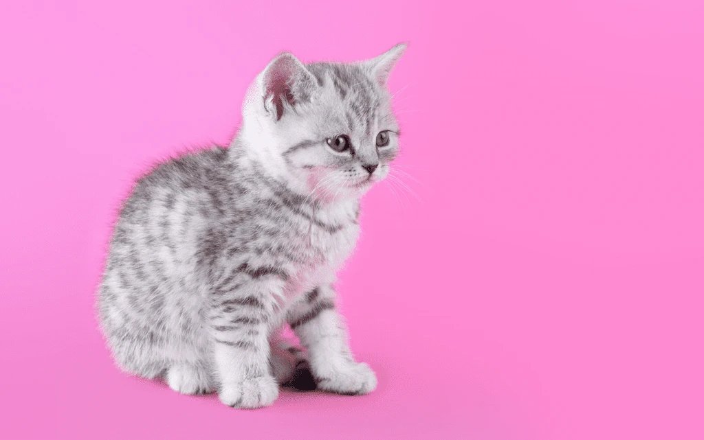 whiskas_silver_tabby_kitten-207_1_1404x879_1619514530558